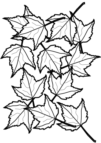 Autumn Maple Leaves Coloring Page